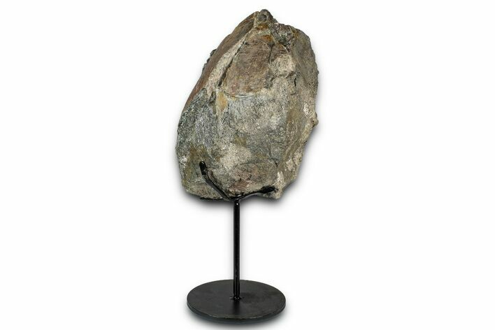 Fossil Sauropod Limb Section with Metal Stand - Colorado #339941